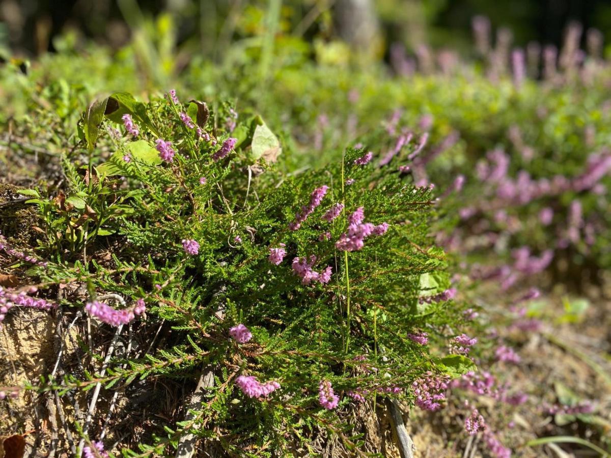 Pine Lodge Hlevci Eksteriør bilde